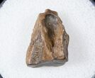 Ceratopsid Dinosaur Tooth - Judith River #17650-2